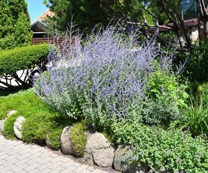 Perowskia łobodolistna 