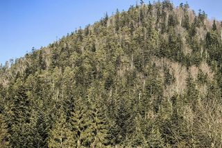 Czy to już koniec zimy w Bieszczadach? 