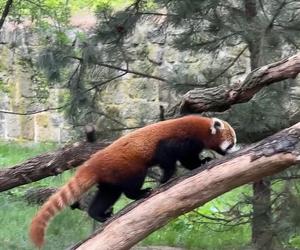 Samiec pandy rudej zamieszkał we wrocławskim zoo. Od razu wyskoczył na swój nowy wybieg [WIDEO]