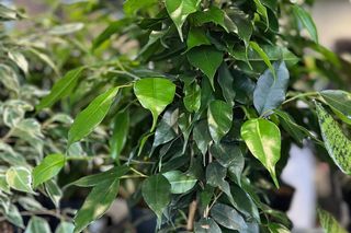  Tłumy na największym festiwalu roślin doniczkowych w Polsce