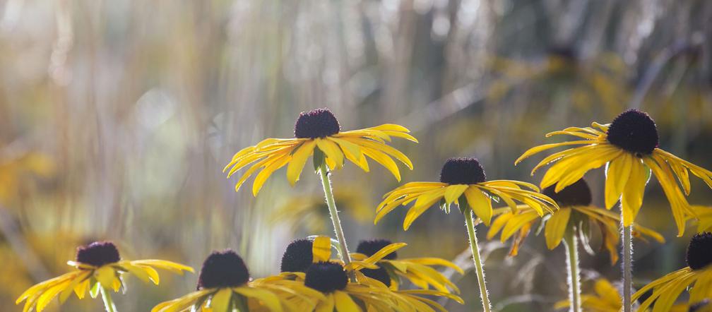 Rudbekia dwubarwna