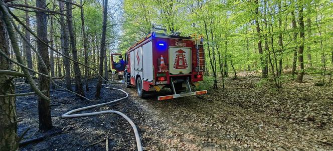 Pożar w lesie w Lubuskiem. Interweniowały służby