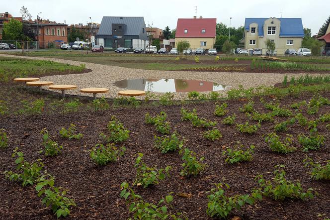 Ogród deszczowy w Lesznie doceniony przez urbanistów 