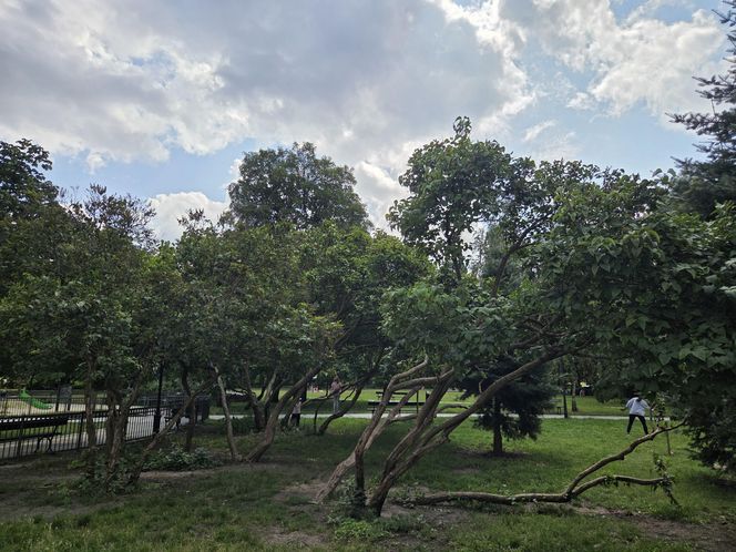 Spacer przez muzyczne serce Bydgoszczy. Park Kochanowskiego zachwyca historią i klimatem