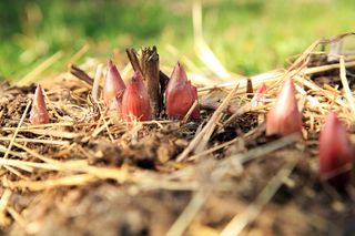 Piwonie - pielęgnacja wiosną