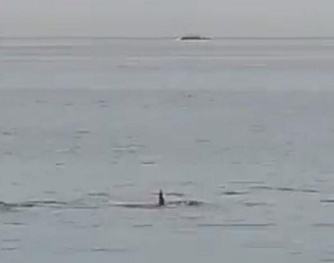  Śmiertelny atak rekina na rosyjskiego turystę w Hurghadzie [ZDJĘCIA]