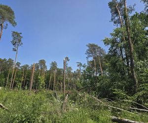 Nadleśnictwo Ostrowiec Świętokrzyski
