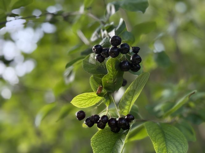 Aronia, krzew i owoce