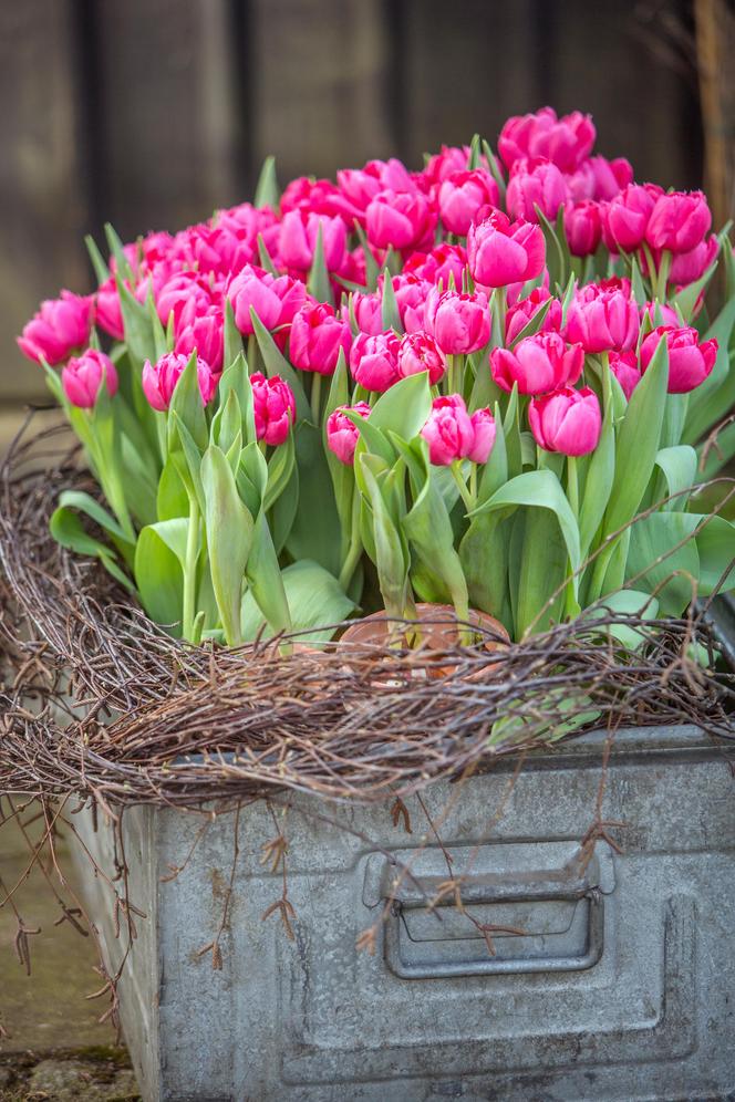 Tulipany w doniczce już kwiatną