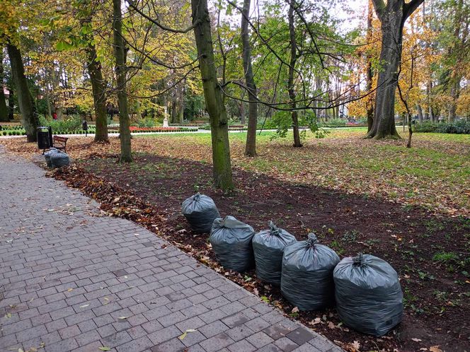 Akcja ratowania siedleckich kasztanowców w Aleksandrii potrwa przez kilka dni, do piątku 18 października włącznie.