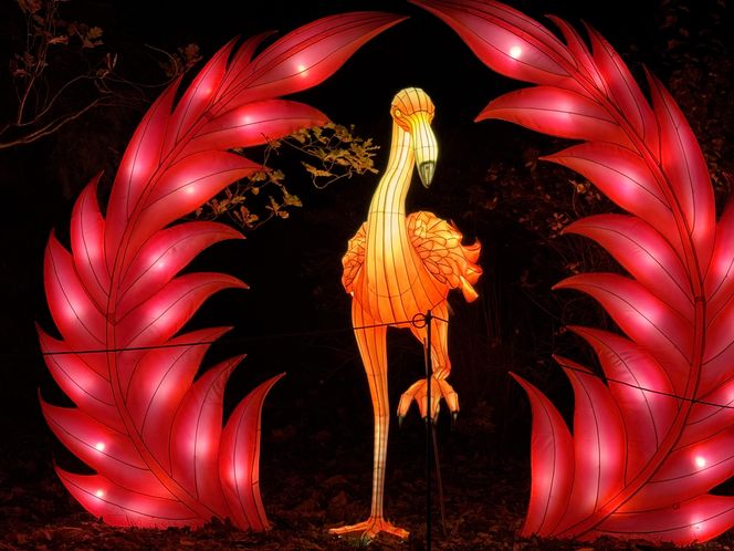 Garden of Lights we Wrocławiu