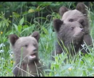 Misie trojaczki bawią się w chowanego