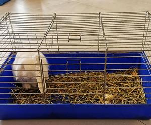 Na śmietniku w Poznaniu znaleziono królika w klatce! Trafił do schroniska