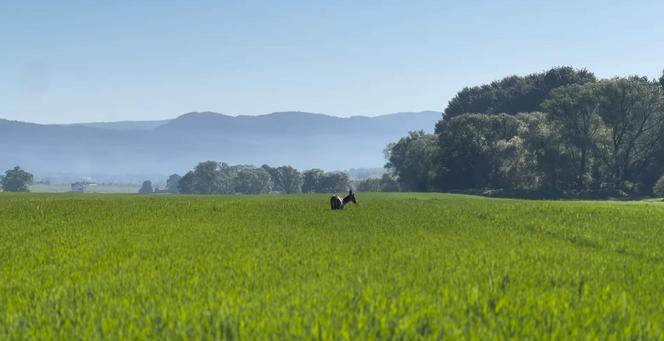 Śląskie: Egzamin ósmoklasisty zakłóciło wtargnięcie jelenia na teren szkoły