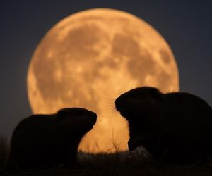 Nadchodzi czas bobrów i Superksiężyca. Niezwykła pełnia rozświetli listopadowe niebo