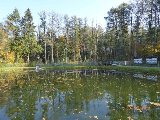 Szlak na Górę Dębową zachwyca jesienią. Rosną tam 100-letnie drzewa