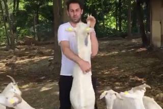 Despacito: chłopak tańczy z kozami do przeboju Luisa Fonsi VIDEO