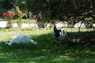 Upał w centrum Lublina
