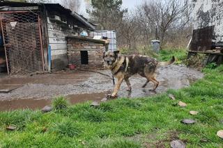 Zapadł wyrok ws. znęcania się nad psami