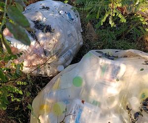 Trucizna ukryta w lesie. Leśnicy wściekli po odkryciu makabrycznego znaleziska