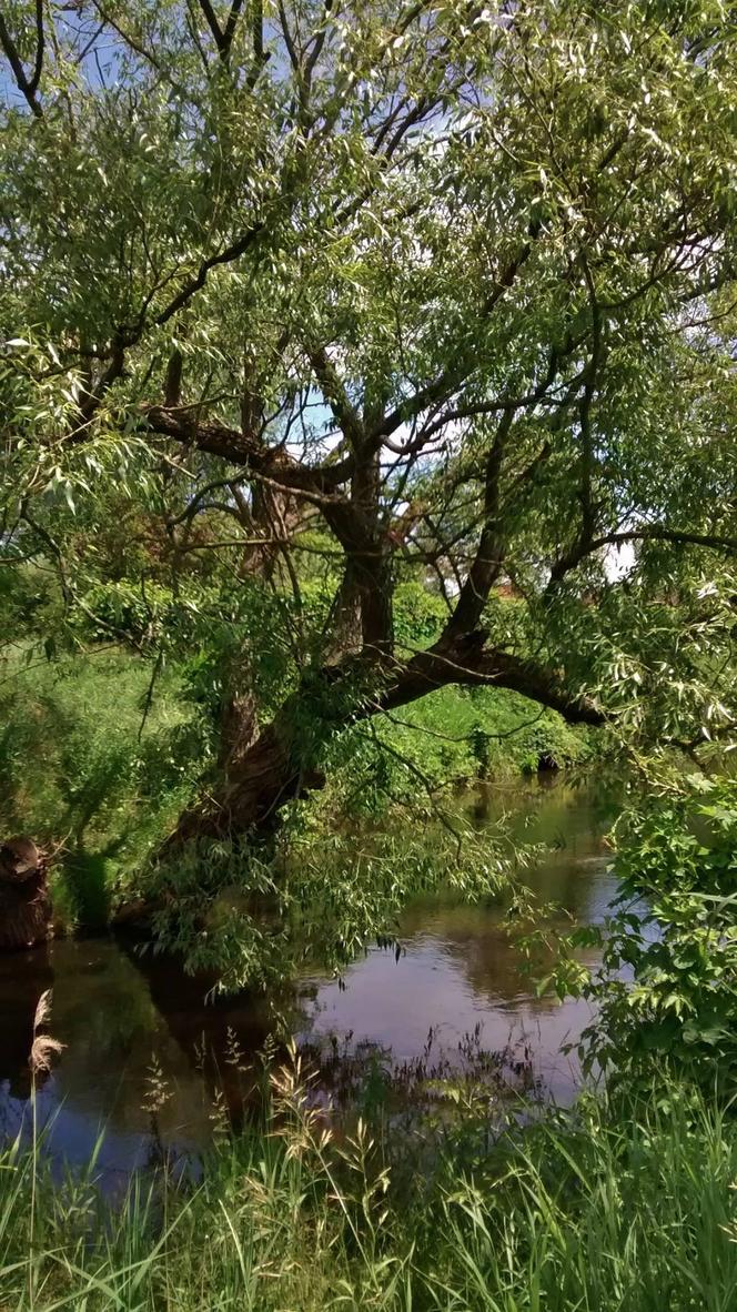 Tążyna - dawniej graniczna rzeka w powiecie aleksandrowskim
