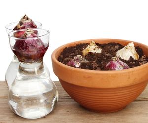 Pędzenie hiacyntów