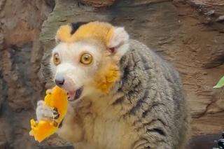 Ale słodziaki! Lemury z wrocławskiego zoo świętują urodziny. Zobacz jak zajadają banany i papaje 