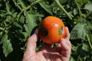 Za ten oprysk powinni dawać nagrody! Usuwa suchą zgniliznę z pomidorów, zabija zarodniki grzybów i sprawia, że pomidory, że dojrzewają czerwoniutkie. Opryski na choroby roślin