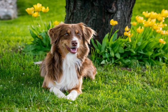 Pies w ogrodzie – o tym nie możesz zapomnieć urządzając ogród!
