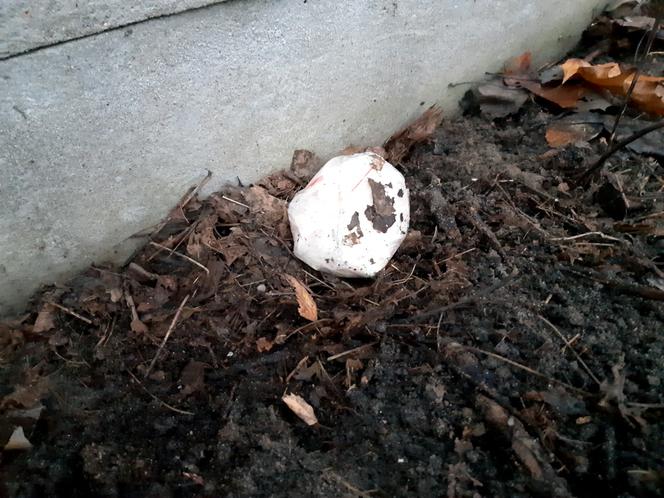 Otwock: policja zatrzymała dilera, który zakopał w ziemi ponad 2 kg narkotyków