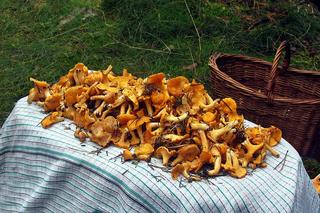 Gdzie na grzyby nad morzem w 2023? Sprawdź, gdzie znaleźć grzyby i jak się nie zatruć. Grzybobranie czas zacząć!