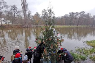 Kalisz. Udekorowana choinka stanęła na środku rzeki 