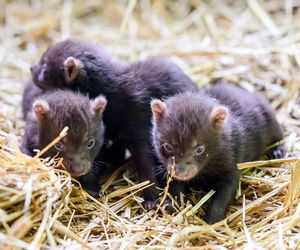 Najsłodsze trojaczki w Łodzi! W zoo urodziły się pieski leśne