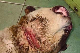 [DRASTYCZNE ZDJĘCIA] PORZUCONY PIES.