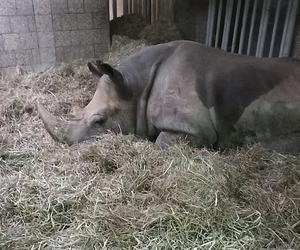 Niepokojące informacje z poznańskiego zoo. Rokowania są niedobre.... Nosorożec Diuna poważnie chora