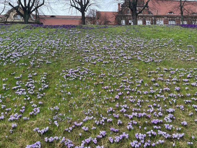 Krokusy na Wałach Chrobrego