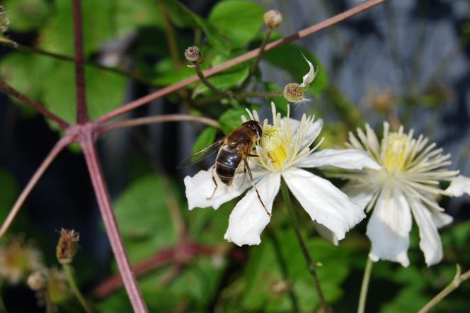 Powojnik  ‘Paul Farges’ = SUMMER SNOW - Clematis  ‘Paul Farges’ = SUMMER SNOW