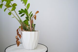 Przez cały listopad i grudzień podlewaj tym zamiokulkasa, a jego pożółkłe liście znów się zazielenią. Ten nawóz uratuje nawet najbardziej zniszczonego zamiokulkasa. Zimą każdy Polak ma to w domu