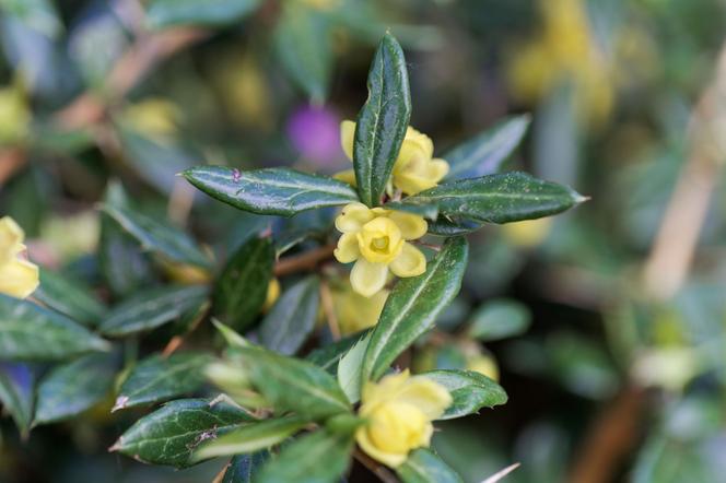 Berberys brodawkowaty - Berberis verruculosa