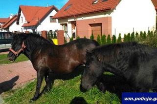 Zaskakujący widok w Kętrzynie. Niesforne kucyki wybiegły na ulicę [ZDJĘCIA]