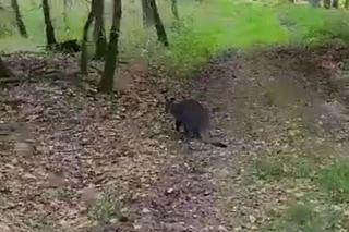 Kangur w lesie pod Poznaniem!