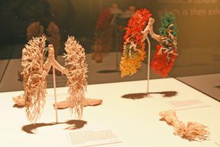 Poznaj ciało w szczegółach