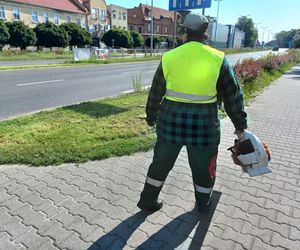 Trawniki w Lesznie wybujały. Koszą prawie codziennie [ZDJĘCIA]