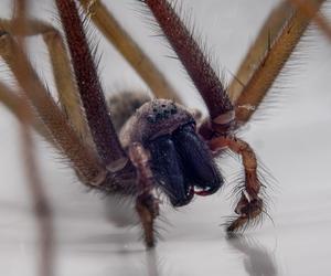 Te pająki mieszkają w twoim domu
