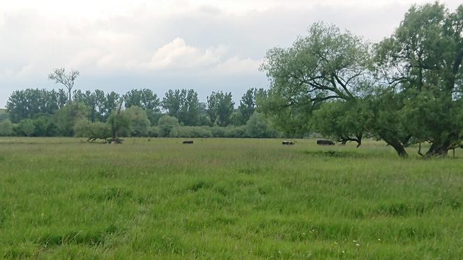 Krowy Deszczno