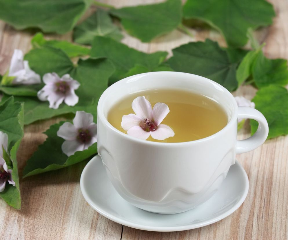 Prawoślaz lekarski ( Althaea officinalis L. ) od dawna stosowany jest w leczeniu ludowym, przede wszystkim w przypadku infekcji górnych dróg oddechowych.