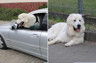 Odurzyli właściciela i ukradli samochód z… owczarkiem podhalańskim