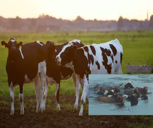 Pływające krowy z Biebrzańskiego Parku Narodowego hitem sieci!