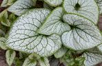 Brunnera wielkolistna