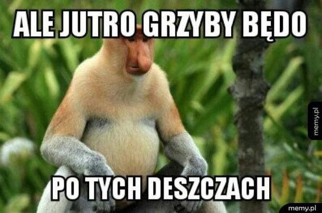 Trwa sezon na grzyby! Oto najlepsze memy o grzybiarzach!